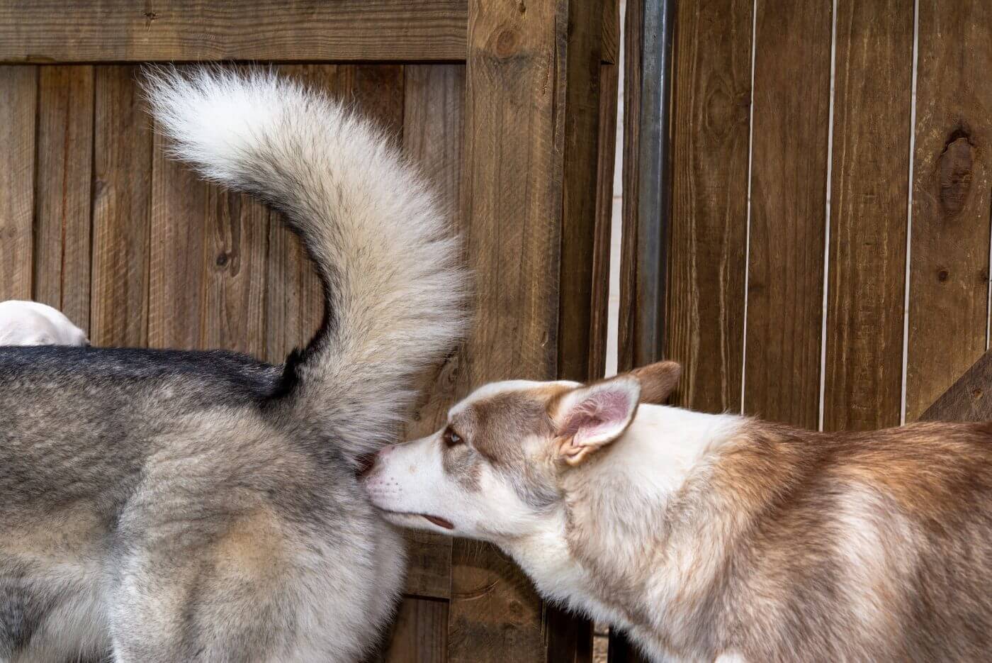 2 Reasons Why My Dog Lick My Other Dogs Butt