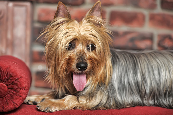 why-does-my-dog-lick-the-furniture-2.jpg