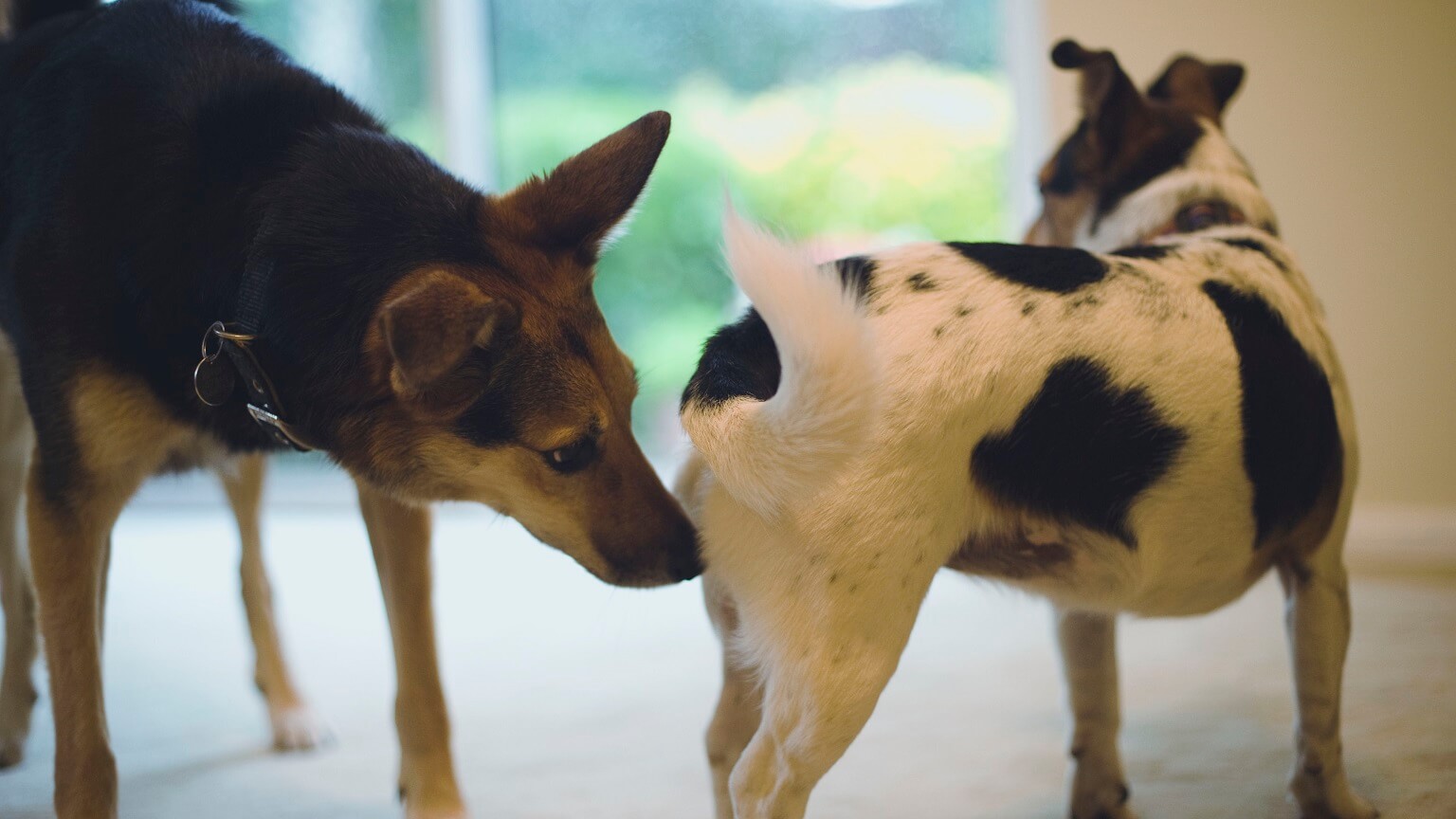 Why Does My Dog Licking My Other Dog Private Area?