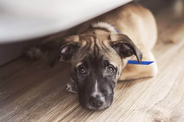 4 Reasons Why My Dog Like To Go Under The Bed