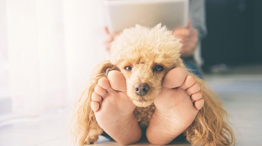 why-does-my-dog-like-to-lay-on-my-feet