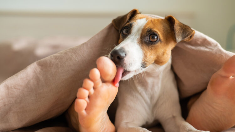 why-does-my-dog-like-to-lick-my-feet-and-5-reasons-why