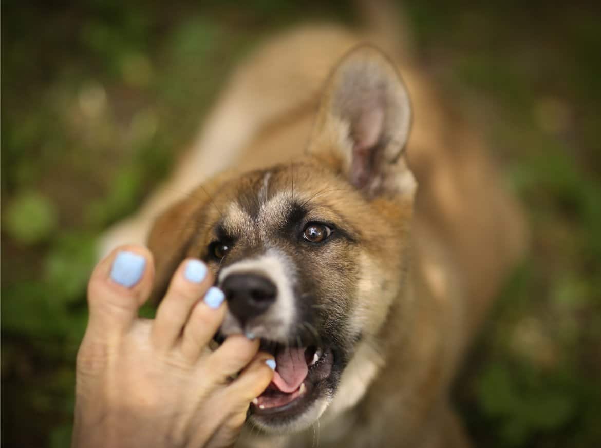 Why Does My Dog Like To Lick My Toes And Feet