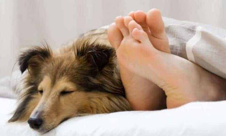 6-reasons-why-my-dog-like-to-sleep-by-my-feet