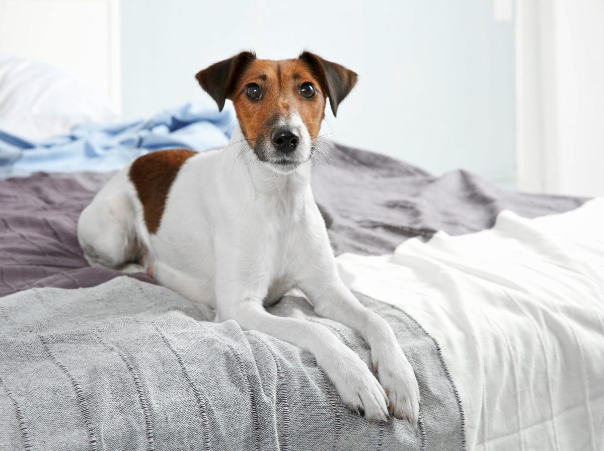 5-reasons-why-my-dog-pee-on-the-bed-and-how-to-stop-him