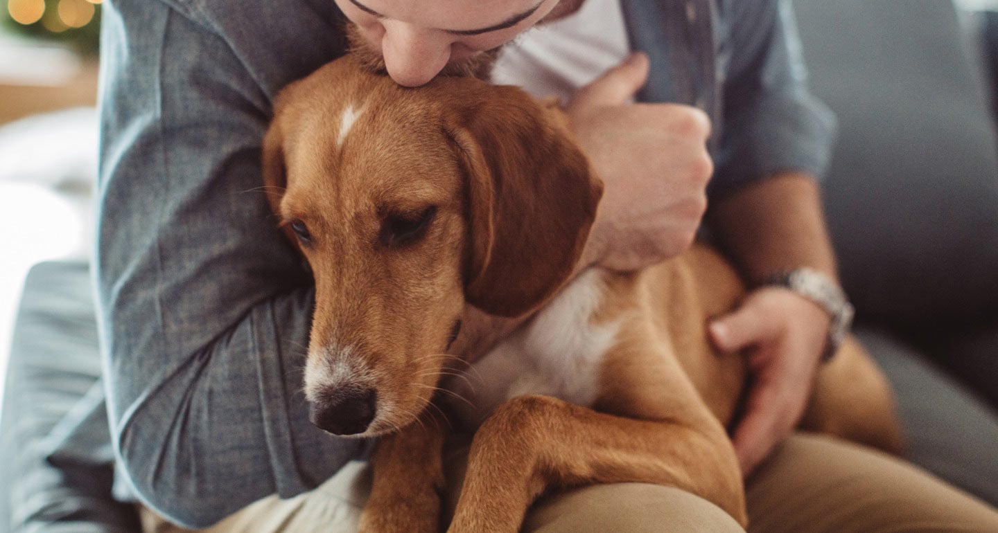 3 Reasons Why My Dog Push His Bum Into Me