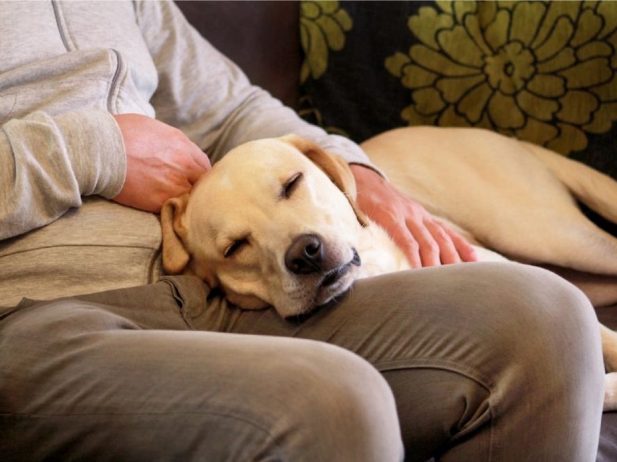 why-does-my-dog-put-his-head-on-my-lap