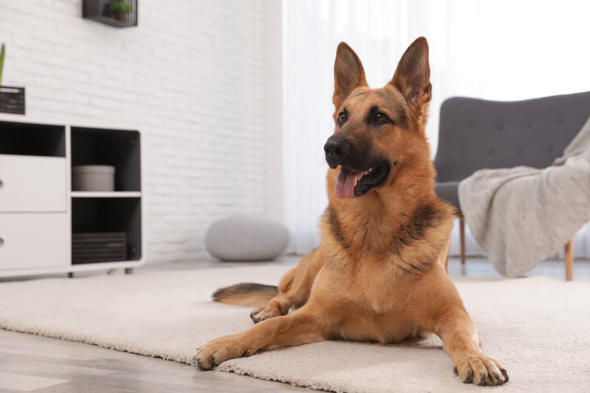 Why Does My Dog Rub Against The Couch? And 5 Reasons Why.