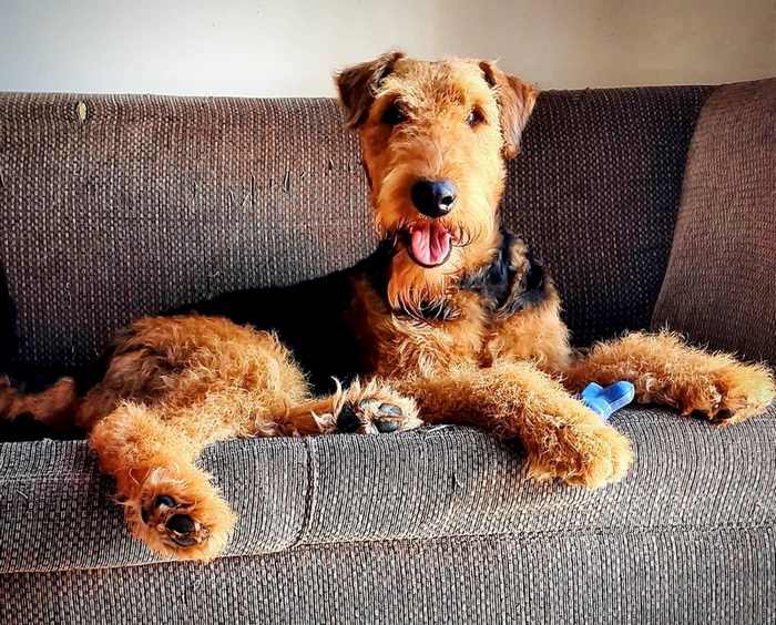 Why Does My Dog Rub Against The Couch? And 5 Reasons Why.