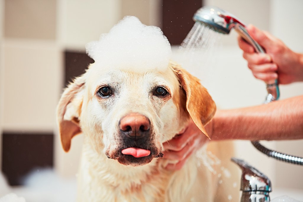 2 Reasons Why My Dog Rub His Face On Soap