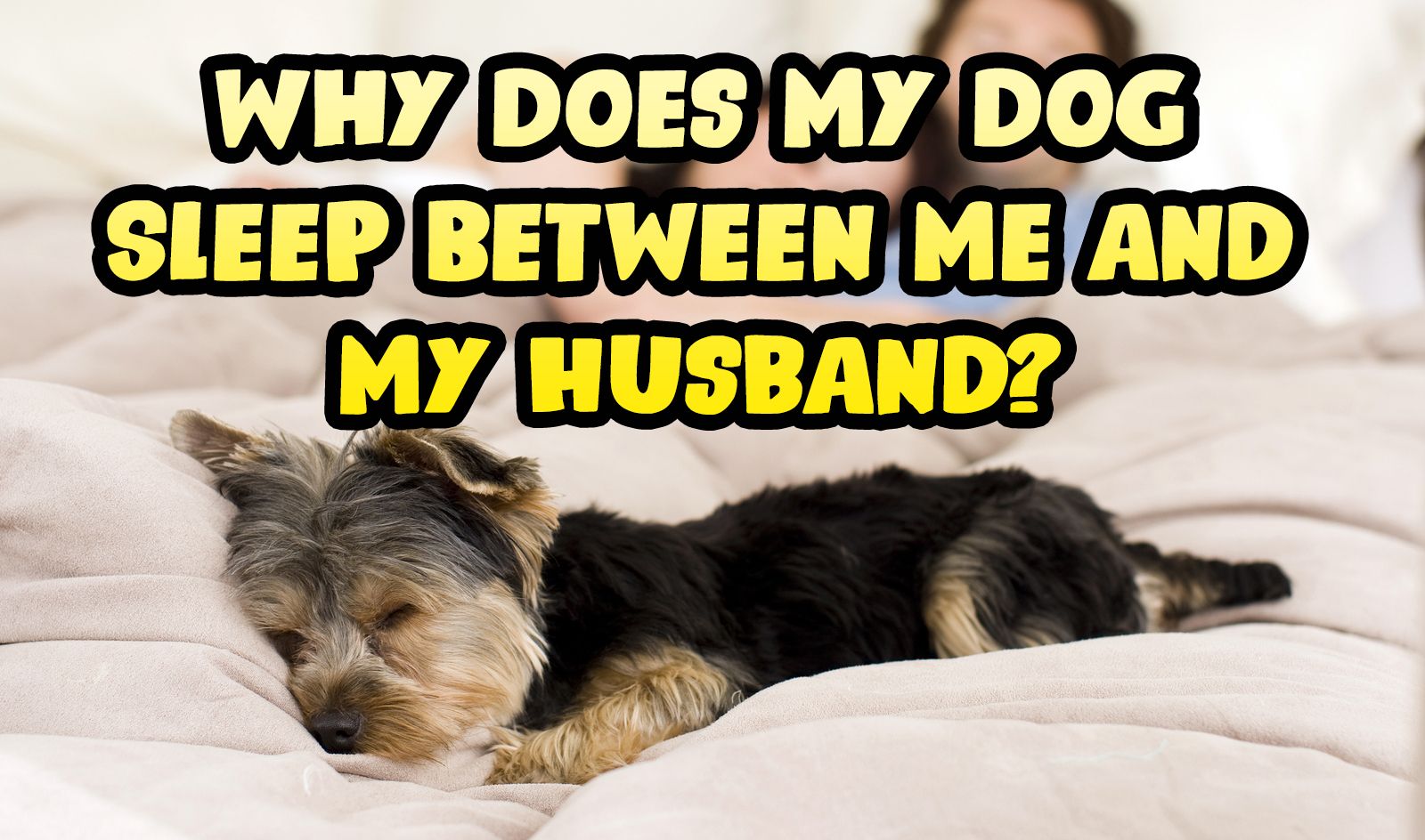 why-does-my-dog-sleep-on-me-and-not-my-husband-superb-dog