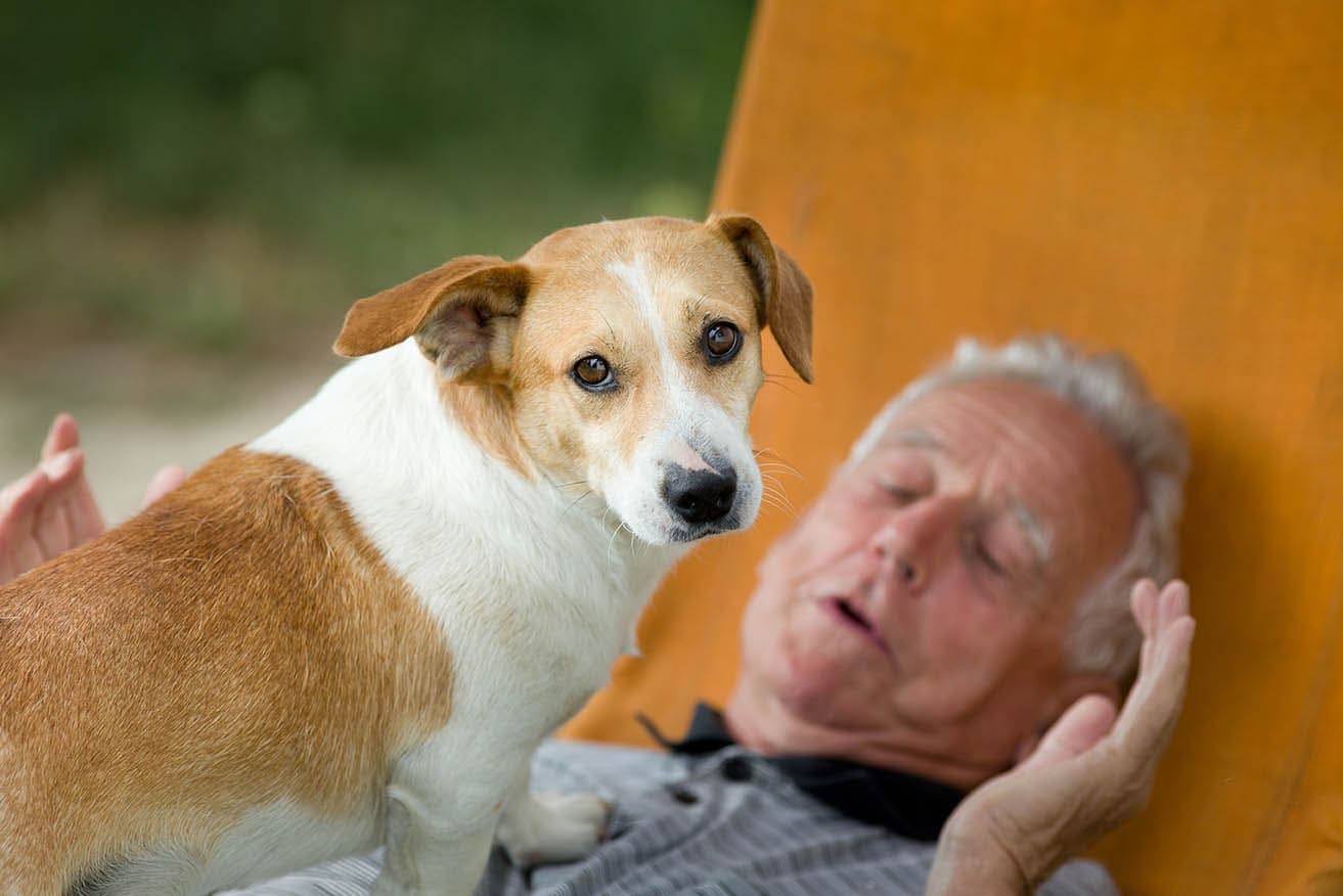 why-does-my-dog-stand-on-me-chest-lap-even-in-sleep