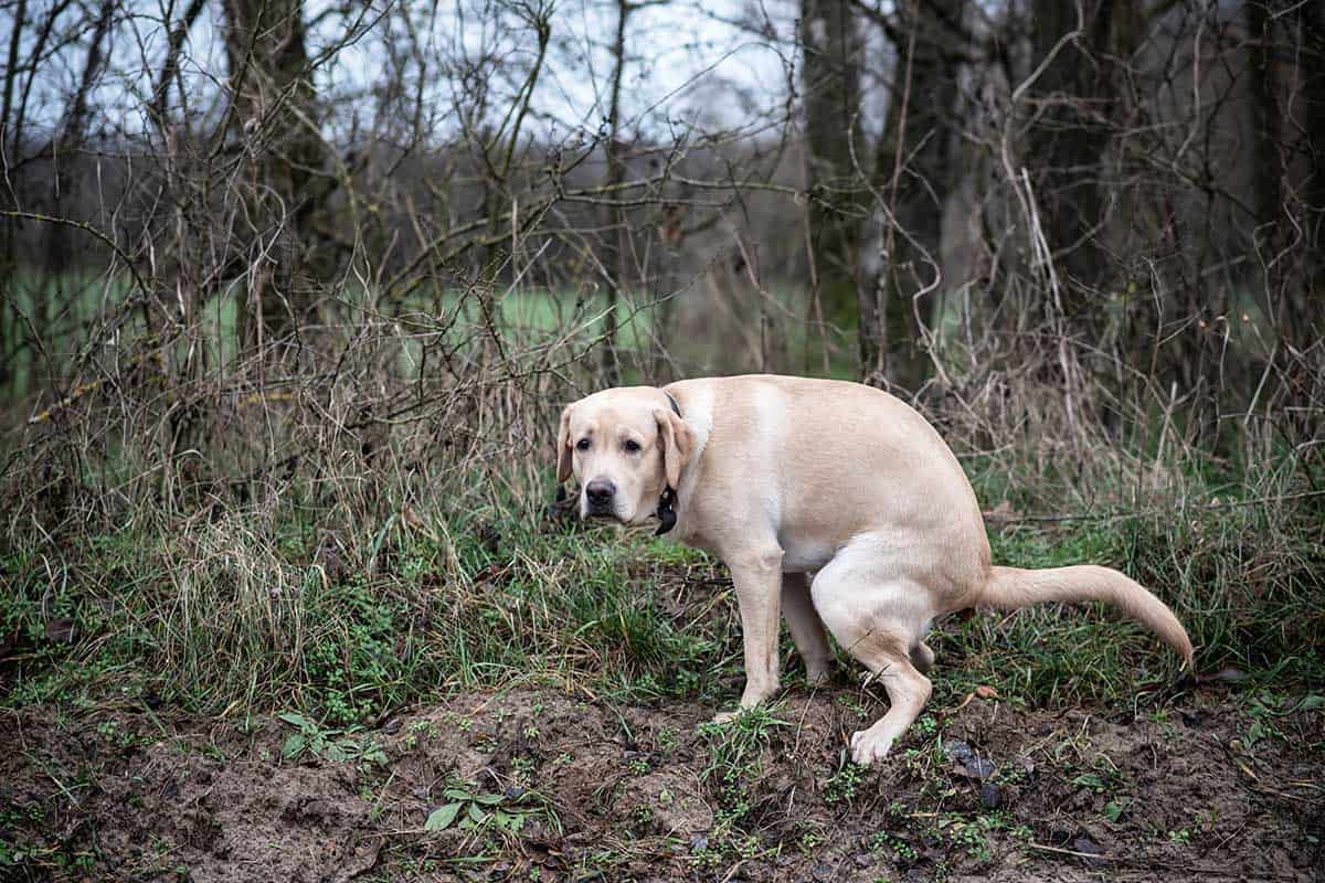 Why Does My Dog Take So Long To Poop?