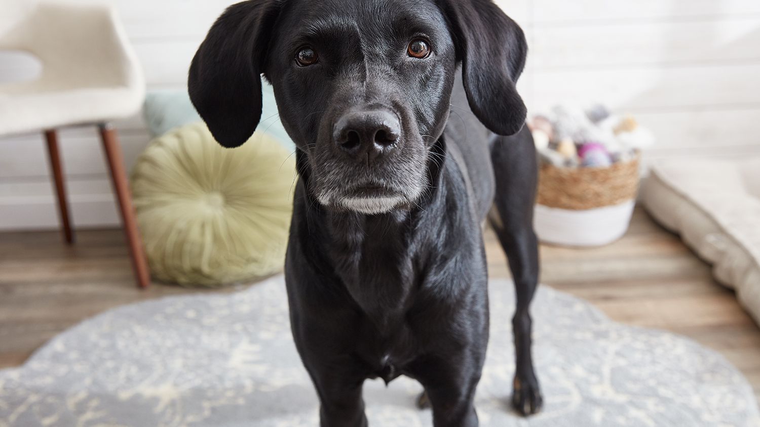 Why Does My Dog Turn His Back To Me? Top 5 Reasons Why.