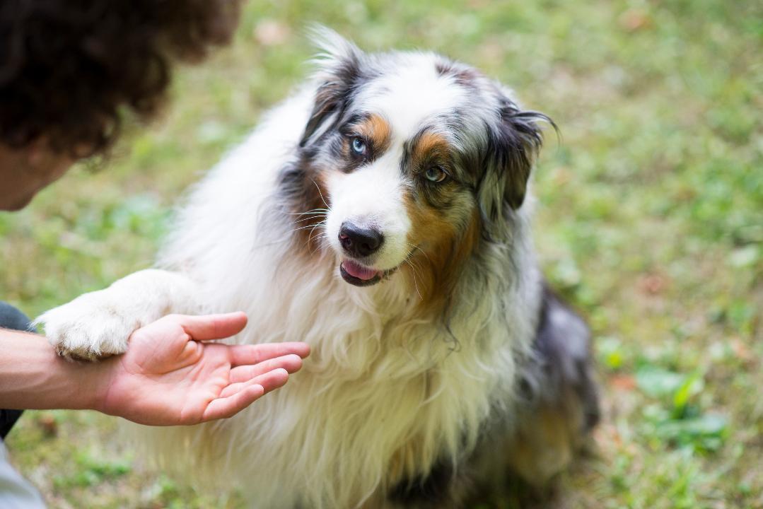 Why Does My Dog Turn His Back To Me When I Pet Him?