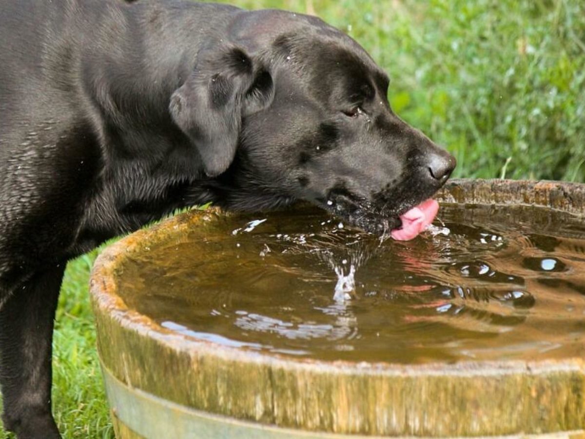 Why Does My Dog Vomit After Drinking Water? And What To Do?