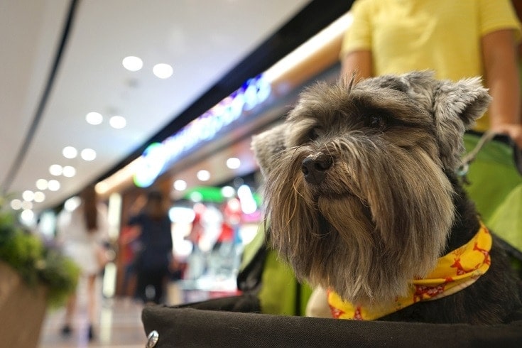 Are Dogs Allowed In Walmart Stores