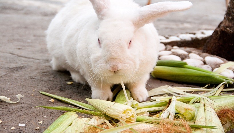 Can Bunnies Eat Corn Husks