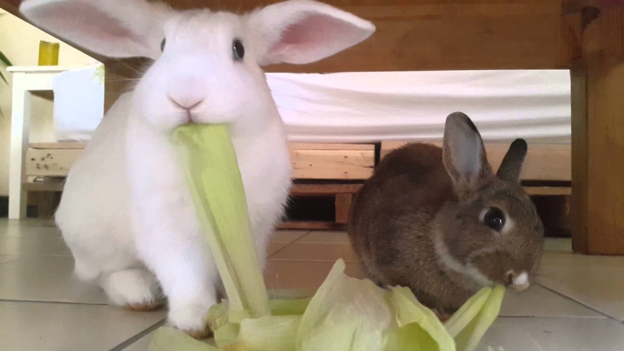 Can Bunnies Eat Corn Husks