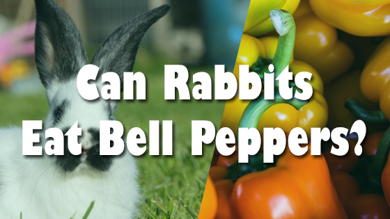 Can Rabbit Eat Bell Pepper Leaves