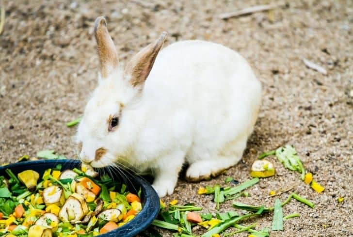 Can Rabbit Eat Sweet Pepper