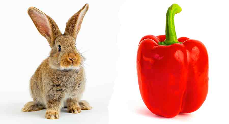 Can Rabbits Eat Bell Peppers