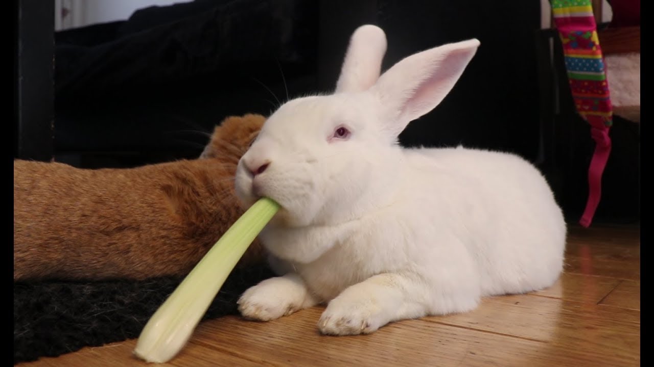 Can Rabbits Eat Celery