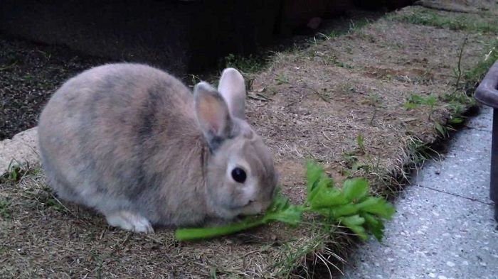 Can Rabbits Eat Celery