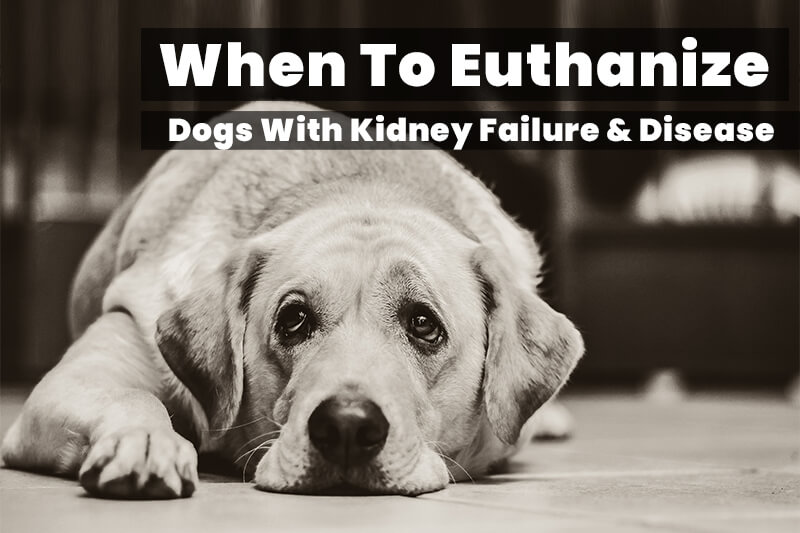 Dog Kidney Failure When to Euthanize