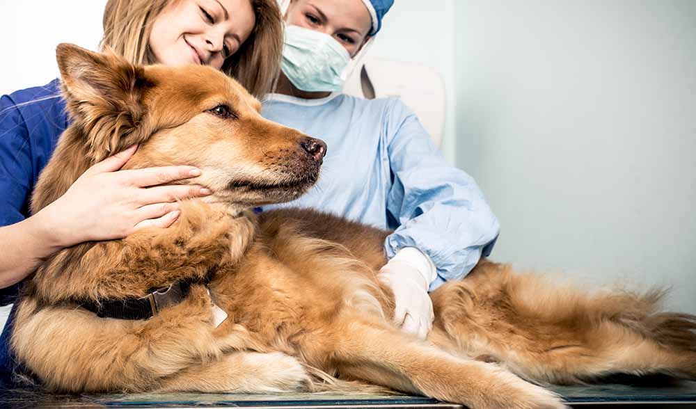 Dog Kidney Failure When to Euthanize