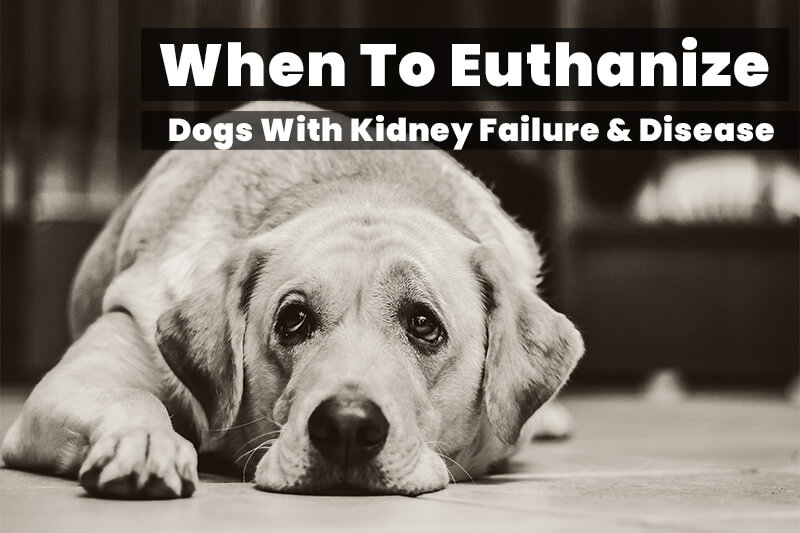 dog-kidney-failure-when-to-euthanize-pets-tutorial