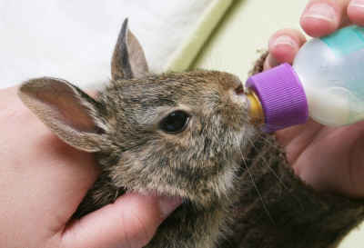 How to Feed a Wild Orphan Baby Bunny