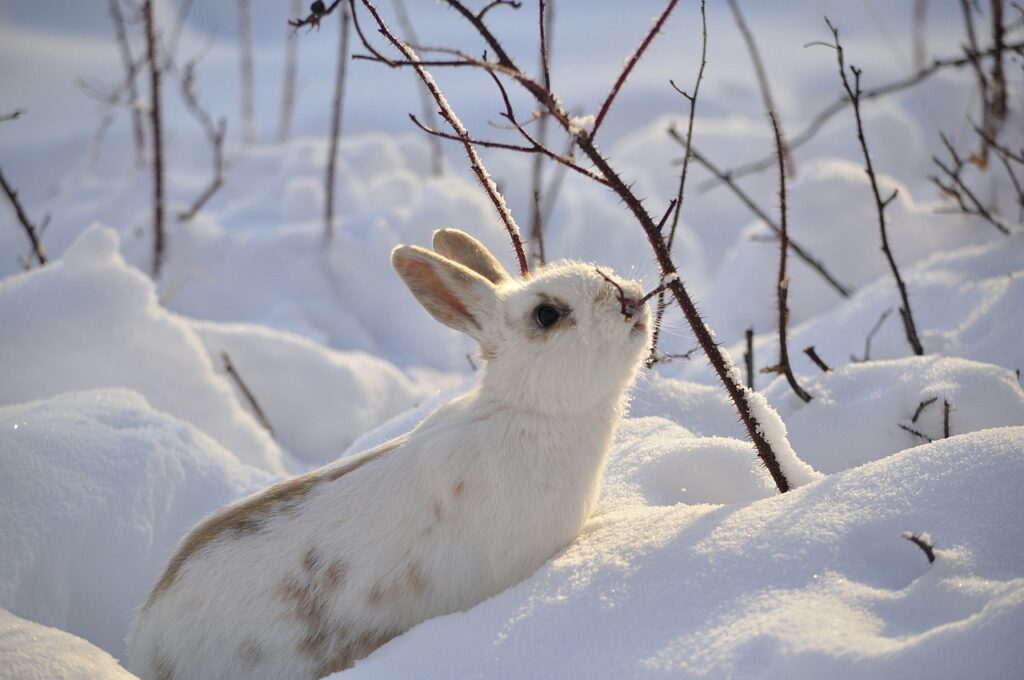 How to Feed a Wild Rabbit in Winter