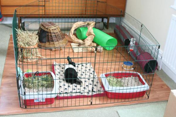 Indoor Rabbit Cage Setup Ideas