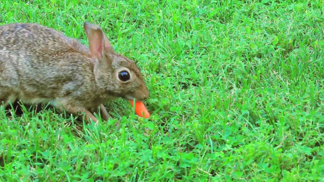 What Can You Feed A Wild Rabbit