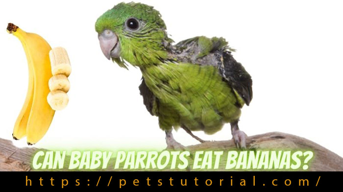 Are Bananas Safe For Baby Parrot-1