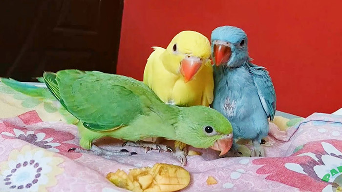 Are Bananas Safe For Baby Parrot-2