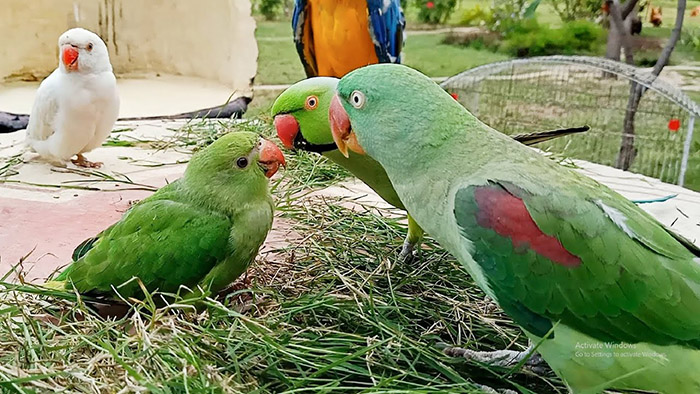 Are Bananas Safe For Baby Parrot-3