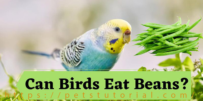 Are Beans Safe For Birds
