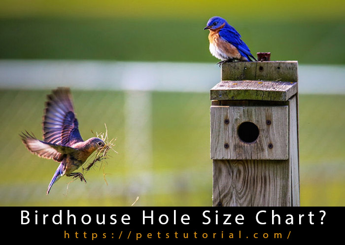 Birdhouse Hole Size Chart