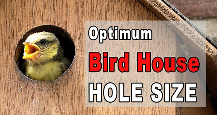 Birdhouse Hole Size Chart birdhouse-hole-size-chart