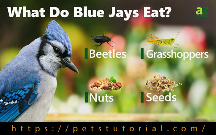 Blue jay diet jays