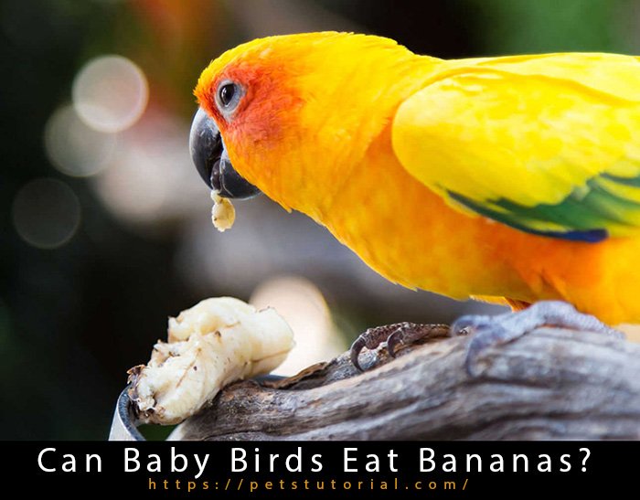 Can Baby Birds Eat Bananas?