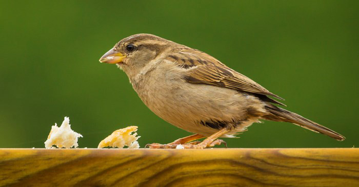 Can Baby Birds Eat Bread-2