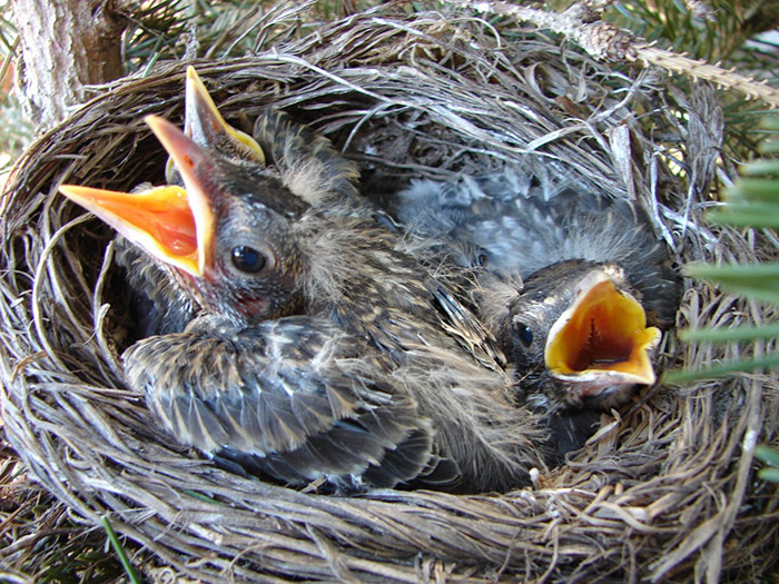 Can Baby Birds Eat Bread-3