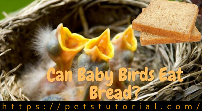 Can Baby Birds Eat Bread