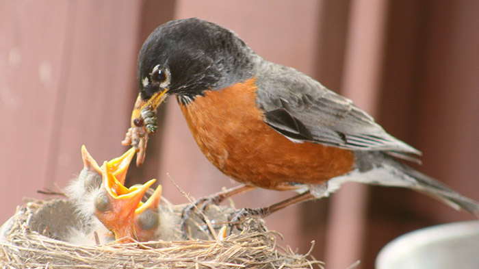 Can Baby Birds Eat Mealworms