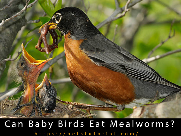 Can Baby Birds Eat Mealworms-2
