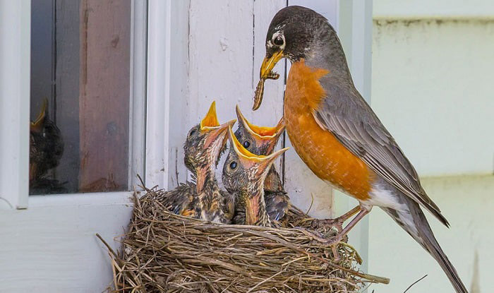 Can Baby Birds Eat Mealworms-3