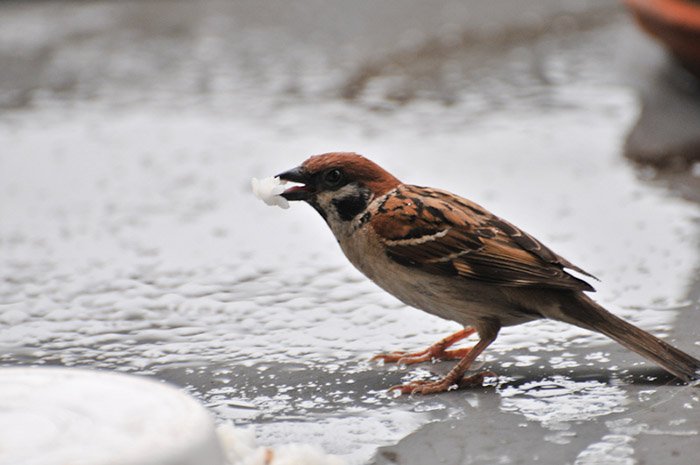 can-baby-birds-eat-rice